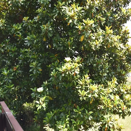 Nyaraló In Valdora With Maggiore Views